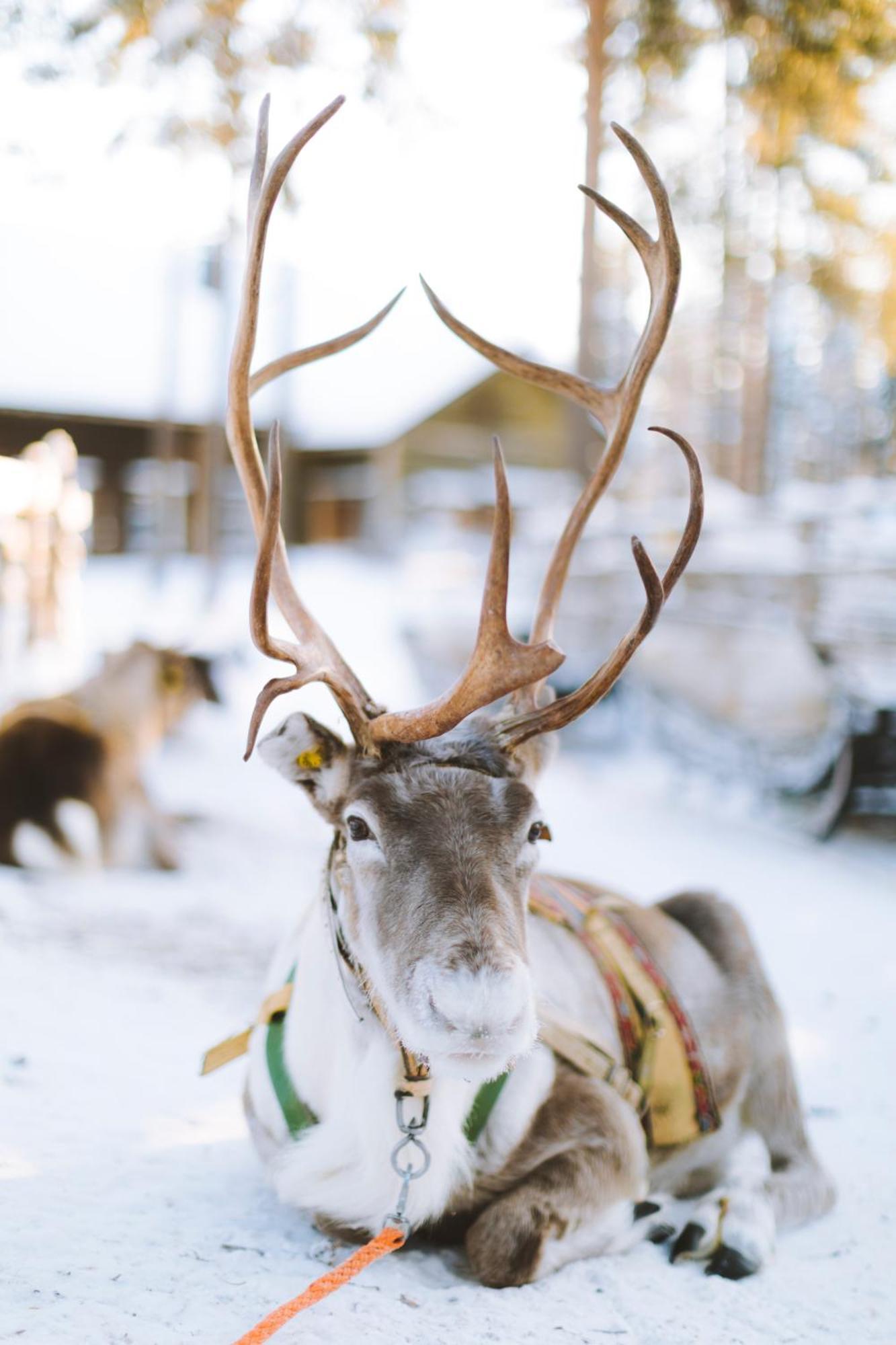 Reindeer Manor Levi Hotel Luaran gambar